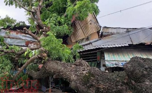 Cây cổ thụ bật gốc đè bẹp 2 ngôi nhà, nhiều người thoát chết