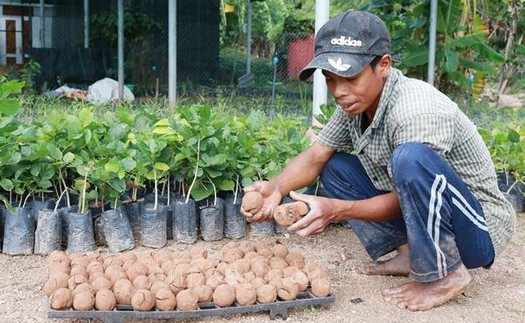 Ứng dụng 'bom hạt giống' tái tạo hệ thực vật vùng khô hạn