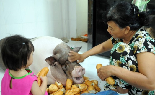 ‘Nàng’ lợn cưng đón Tết Sài Gòn