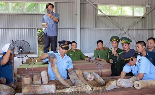 Khẩn trương điều tra mở rộng vụ án vận chuyển ngà voi từ nước ngoài vào Việt Nam