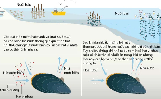 Hạt vi nhựa có thể chui vào cơ thể chúng ta như thế nào?