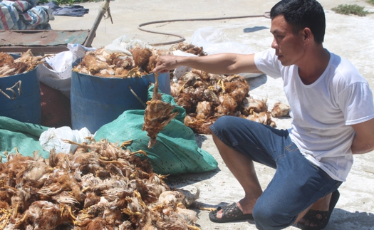 Hà Tĩnh: Khẩn trương làm rõ việc một nhóm người ném đá vào trang trại nuôi gà