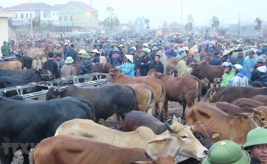 Xem phiên cuối năm của 'chợ trâu bò lớn nhất Đông Nam Á' tại Đô Lương