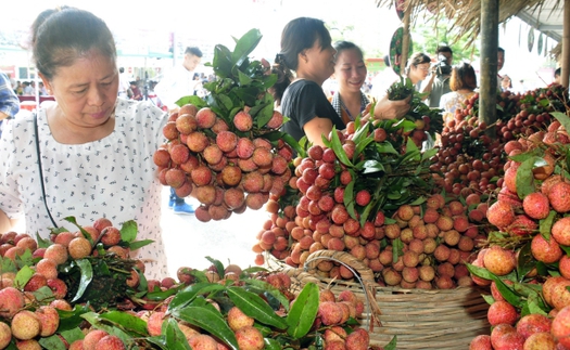 Bắc Giang: Đề xuất Bộ Công Thương đồng chủ trì hội nghị trực tuyến xúc tiến tiêu thụ vải thiều