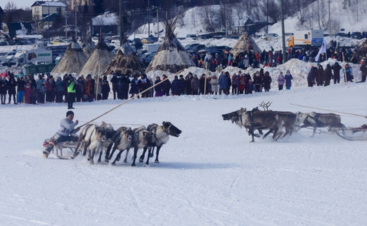 Đua hươu kéo xe trượt tuyết - môn thể thao độc đáo của nước Nga