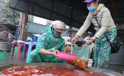 Giá cá chép cho ngày ông Công, ông Táo tăng nhẹ