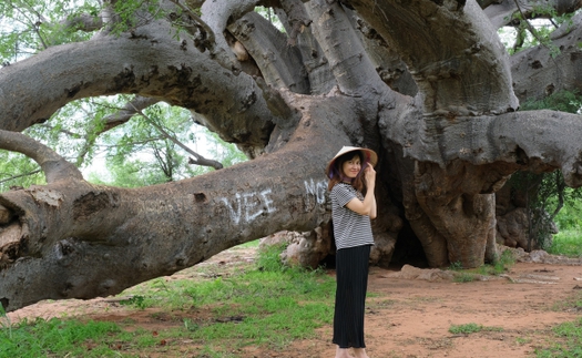 Cuộc kỳ ngộ với cây bao báp lớn nhất thế giới