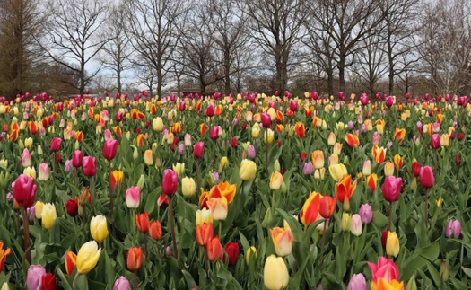 'Thiên đường' hoa tulip Keukenhof ở Hà Lan mở cửa trở lại