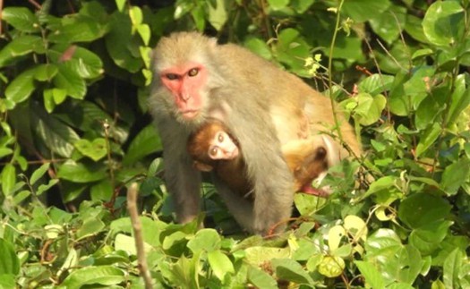 Bảo tồn loài khỉ Macaca quý hiếm tại Vườn Quốc gia Bến En