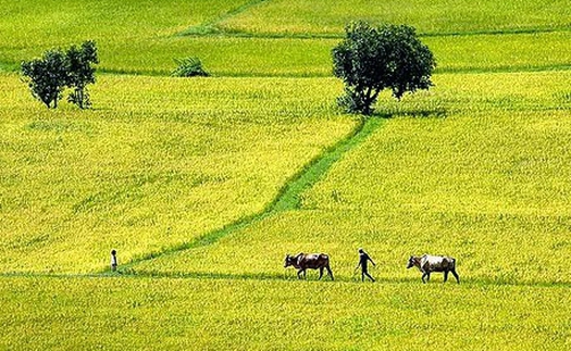 Chữ và nghĩa: Ruộng giữa đồng, chồng giữa làng