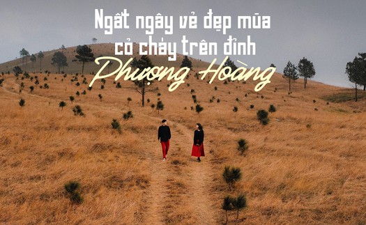 Ngắm mùa cỏ cháy đẹp thơ mộng trên đồi Phượng Hoàng, Quảng Ninh