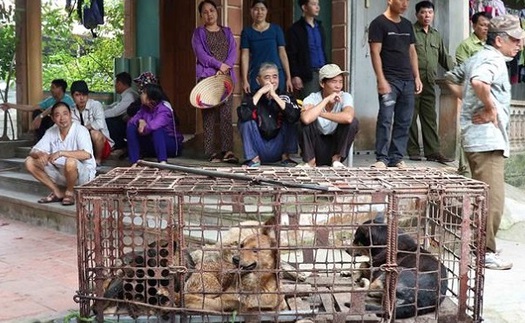 Vụ cháu bé bị chó cắn tử vong ở Hưng Yên: Giao đàn chó về cơ quan công an