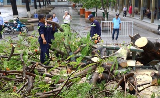 Cây phượng bật gốc sau cơn mưa, ba nữ sinh bị thương