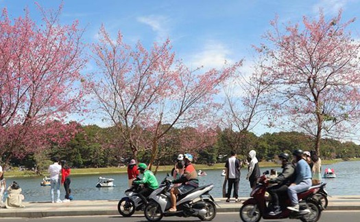 Mai anh đào bung nở sau tết Nguyên Đán thu hút du khách đến Đà Lạt