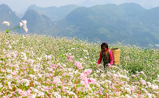 Hà Giang tổ chức Lễ hội Hoa Tam giác mạch năm 2018