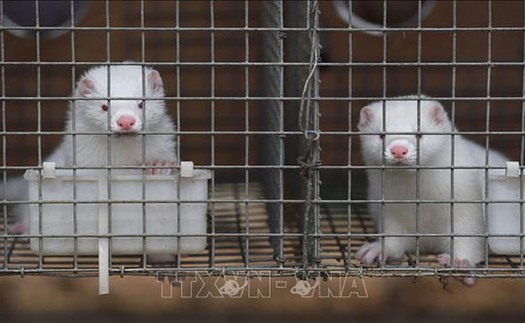 Dịch COVID-19: Hà Lan tiêu hủy thêm hai trang trại nuôi chồn nhiễm virus