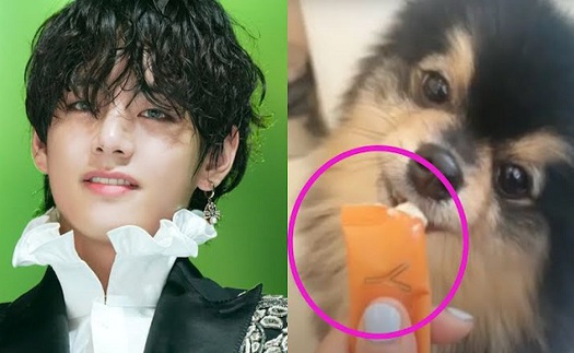 ARMY nổi đóa vì chú cún Yeontan của V BTS bị 'lợi dụng'