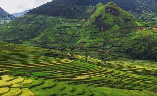 Mù Cang Chải lúa đã chín chưa? Cập nhật những hình ảnh mới nhất & toàn bộ thông tin về lễ hội 2017