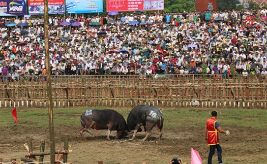 Lễ hội chọi trâu Hải Lựu 2019: nhiều ‘ông trâu’ không chịu thi đấu