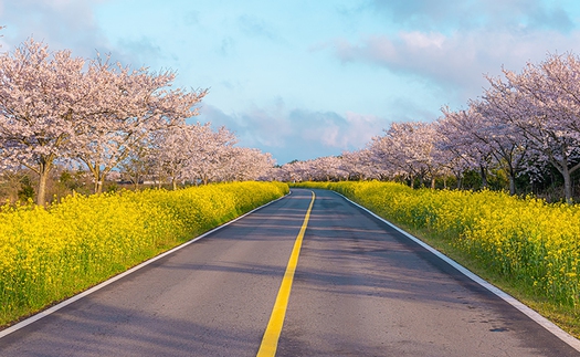 Cuộc thi vẽ minh hoạ với chủ đề 'Từ nét vẽ, đến Jeju'