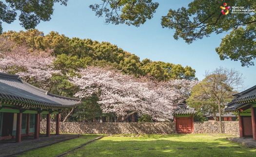 Những ngày mùa Xuân rực rỡ trên đảo Jeju