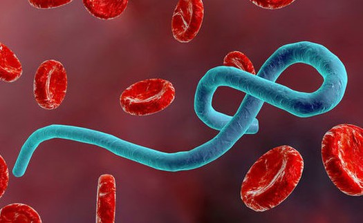 Phát hiện 'lá chắn' chống virus Ebola trong tế bào người