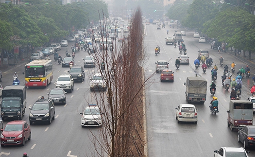 Hà Nội thí điểm trồng 100 cây phong lá đỏ tại ba tuyến phố