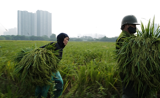 Nghề làm cốm Mễ Trì