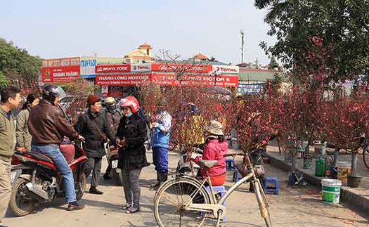 Quất lục bình, bưởi Diễn vài chục triệu đồng, đào Nhật Tân 'tràn phố' Hà Nội đón Tết