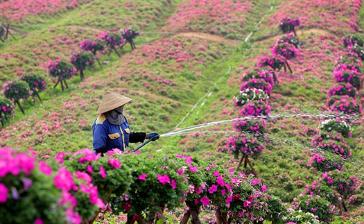 Ngày 30 Tết: Ba miền nắng đẹp, phía Bắc ngày ấm áp và đêm trời rét