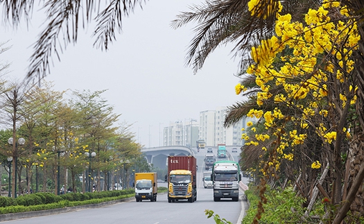 Hàng cây Phong Linh 'độc nhất' khoe sắc vàng rực rỡ giữa lòng thủ đô