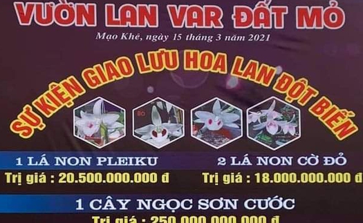 Các giao dịch lan đột biến tiền tỷ là ảo