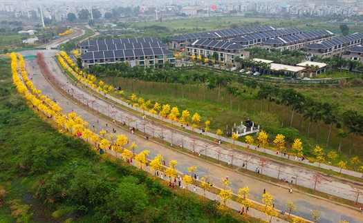 Chiêm ngưỡng hàng cây phong linh vàng rực tại Hà Nội từ trên cao