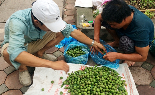 Cận cảnh những 'cao thủ' trèo sấu kiếm tiền triệu mỗi ngày ở Hà Nội