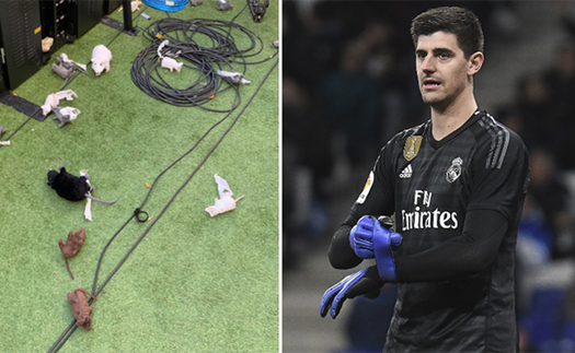 Thibaut Courtois bị gọi là chuột, nhận đầy chuột giả khi gặp lại Atletico