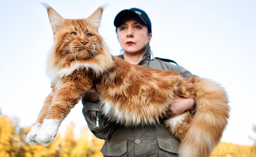 Tại sao mèo Maine Coon rất đẹp, nhưng lại có ít người nuôi?