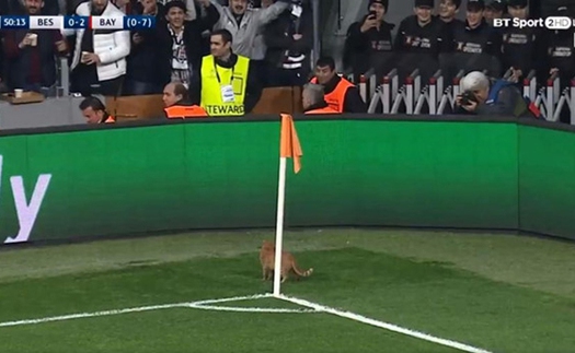 HÀI HƯỚC: UEFA phạt Besiktas vì... để mèo chạy vào sân