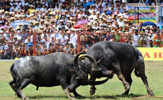 Sơ kết công tác quản lý lễ hội Xuân Mậu Tuất 2018: ‘Nóng’ chuyện chọi trâu