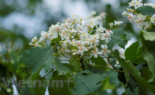 Mê mẩn ngắm hoa trẩu trắng tinh khôi vùng Tây Bắc đang nở rộ