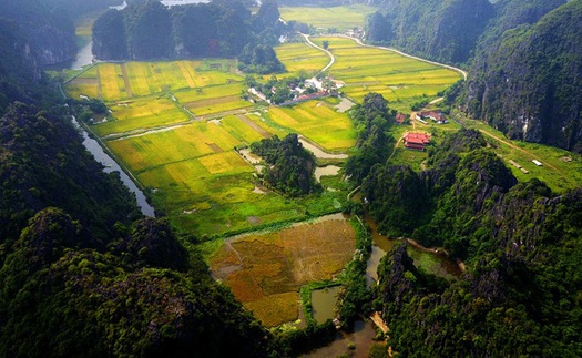 Địa điểm ngắm ‘Mùa vàng Tam Cốc’ đẹp nhất Ninh Bình