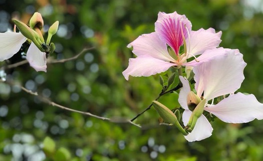 Nàng ban trắng... 'Cipu'