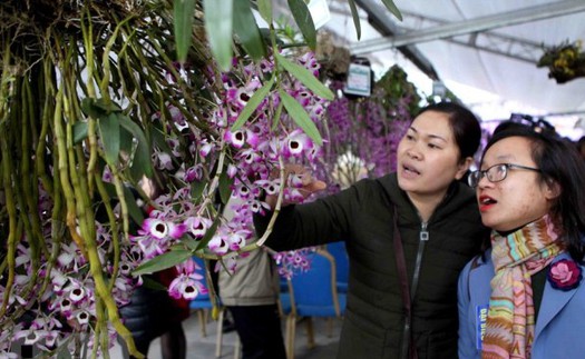 Mãn nhãn với các giò lan quý hiếm trưng tại Triển lãm Hoa lan 2018