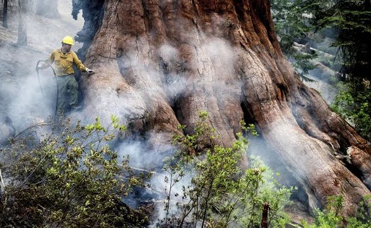 Những cây cự sam lớn nhất thế giới tại vườn quốc gia Yosemite đã thoát khỏi 'giặc lửa'