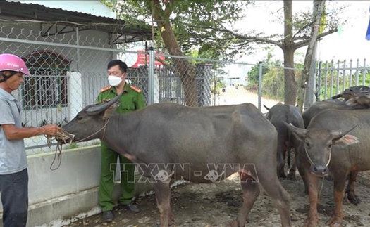 Bình Phước: Phát hiện 2 đối tượng dắt trộm 8 con trâu bằng xe máy trên Quốc lộ lúc rạng sáng