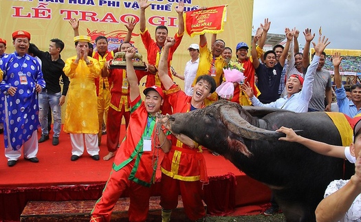 Chọi trâu Đồ Sơn 2018: Trâu số 12 vô địch, thịt trâu chọi được hét giá 2,5 triệu/kg