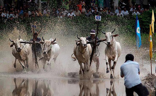 Xem hội đua bò Bảy Núi, Tịnh Biên, An Giang