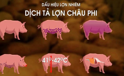 CẬP NHẬT Tình hình dịch tả lợn châu Phi mới nhất