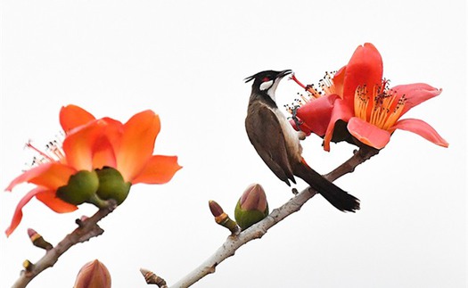 Trong tháng 3, miền Bắc xuất hiện khoảng 4 đợt không khí lạnh, miền Trung nắng nóng