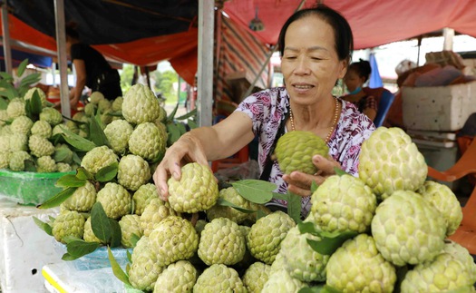 Mùa thu hoạch thăm thủ phủ na Chi Lăng, Lạng Sơn