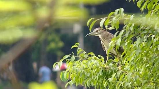 Chữ và nghĩa: Chin miềng đi thè thẹ